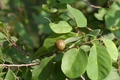 Cleistanthus collinus